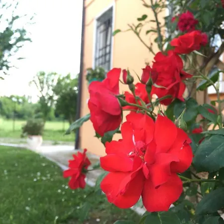Il 